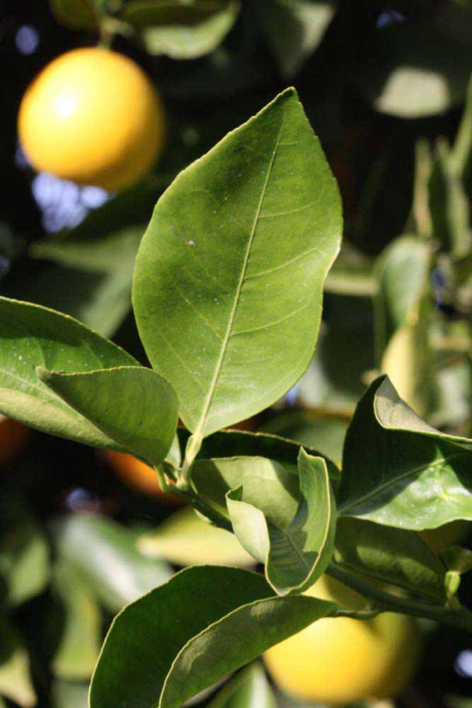            Unifoliolate leaf (Riverside, CA)   